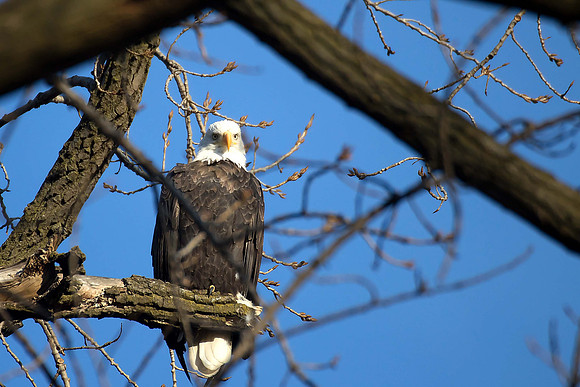 Fox River & Montgomery Dam, IL (110)