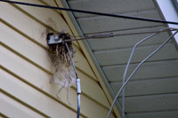 Robins Nest 2012 (3)
