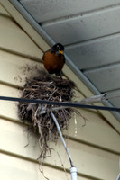 Robin's Nest 2013 (1)