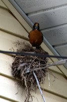 Robin's Nest 2013 (2)