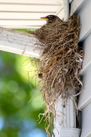 Robin's Nests 2008, 2012, 2013, 2020