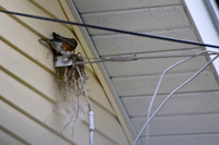 Robins Nest 2012 (4)