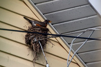Robin's Nest 2013 (3)