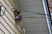 Robins Nest 2012 (2)