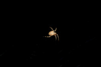 Arachnids (Spiders)