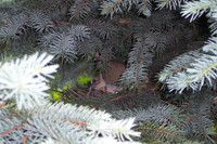 Dove Nest 6-2006(002)