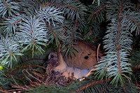 Dove Nest 6-2006(008)