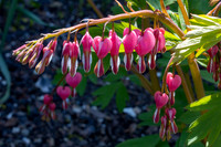 Bleeding Hearts (12)