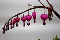 Bleeding Hearts (17)