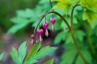 Bleeding Hearts (4)