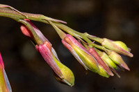 Bleeding Hearts (9)