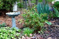 Bleeding Heart