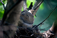 Dove Nest 6-2011(002)