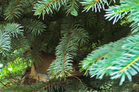 Dove Nest 6-2006(004)