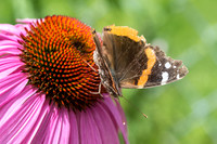 Lepidoptera - Butterflies and Moths