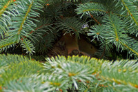 Dove Nest 6-2006(010)
