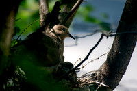 Dove Nest 6-2011(003)