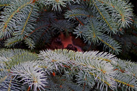 Dove Nest 6-2006(009)