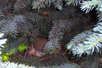 Dove Nest 6-2006(006)