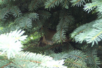 Dove Nest 6-2006(003)