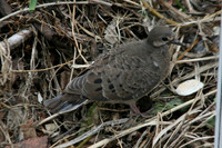 2014_04_11 Mourning Dove (Juv)