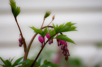 Bleeding Hearts (18)