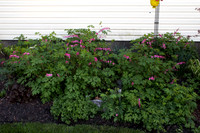 Bleeding Hearts (1)