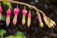 Bleeding Hearts (8)