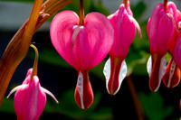Bleeding Hearts (13)
