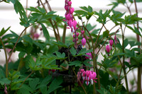 Bleeding Hearts (19)