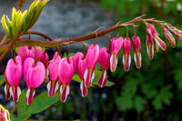 Bleeding Hearts (14)