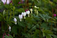 Bleeding Hearts (5)