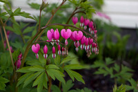 Bleeding Hearts (3)