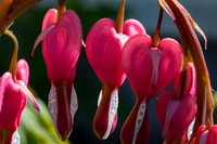 Bleeding Hearts (10)