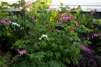 Bleeding Hearts (6)