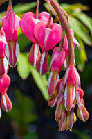 Bleeding Hearts (7)