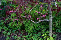 Bleeding Hearts (2)