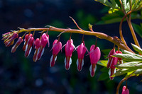Bleeding Hearts (11)