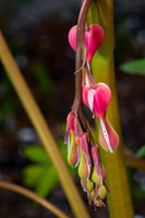 Bleeding Hearts (15)