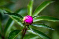 Ant (7)