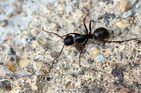 Ant (9)
