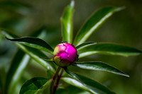 Ant (6)