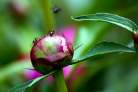 Ant (4)