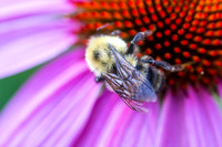 Bees, Dragonflies, Flies-photos