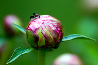 Ant (5)