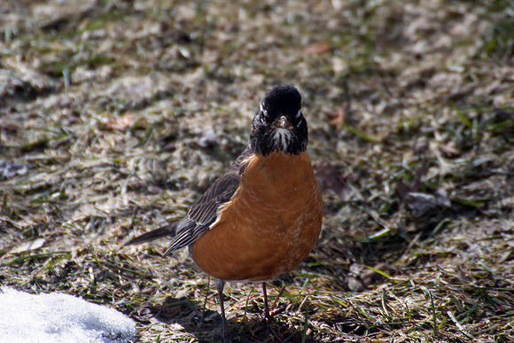 American Robin (48)