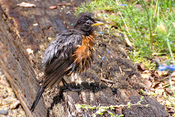American Robin (73)