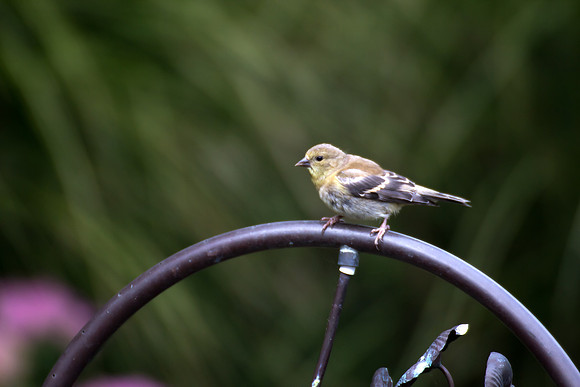 American Goldfinch (fem) (3)