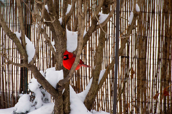Cardinal (12sm)