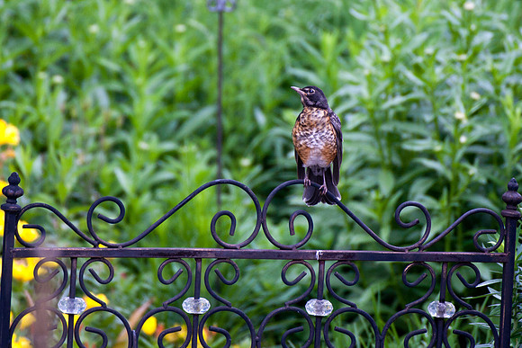 American Robin (Juv) (3)